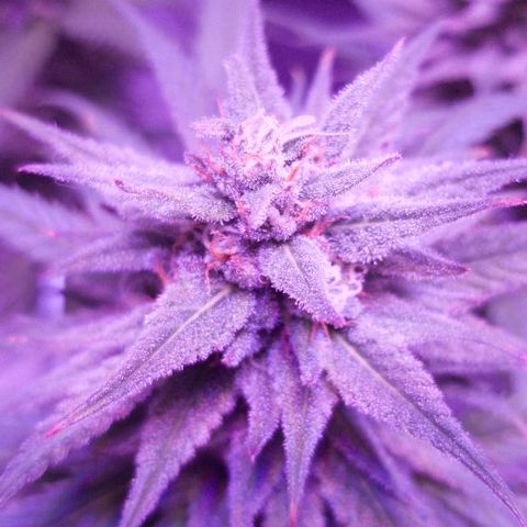 Daworka growlog timeline photo