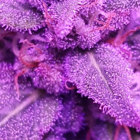 Daworka growlog timeline photo