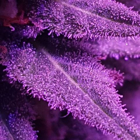 Daworka growlog timeline photo