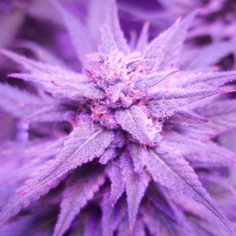 Daworka growlog timeline photo