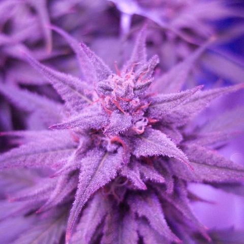 Daworka growlog timeline photo