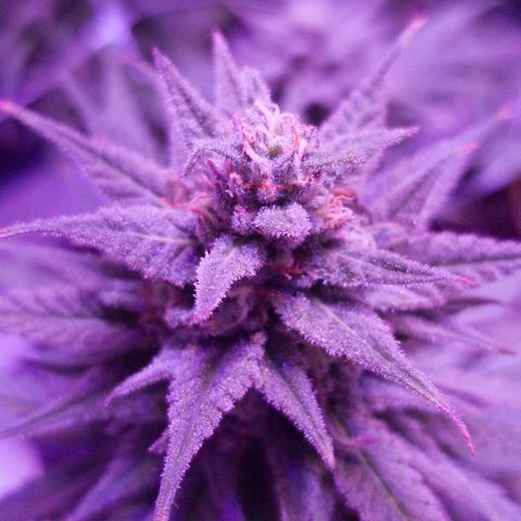 Daworka growlog timeline photo