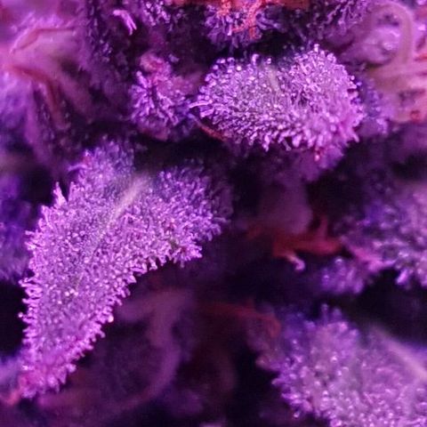 Daworka growlog timeline photo
