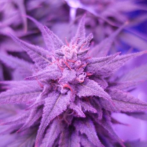 Daworka growlog timeline photo