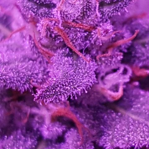 Daworka growlog timeline photo