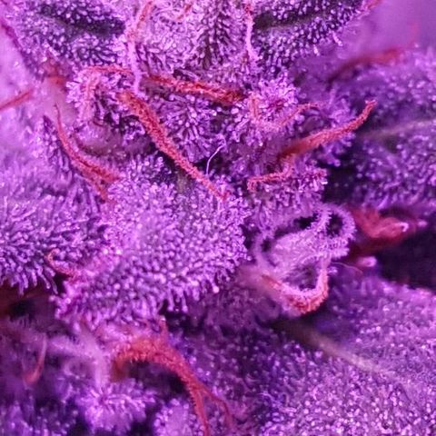 Daworka growlog timeline photo