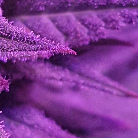 Daworka growlog timeline photo