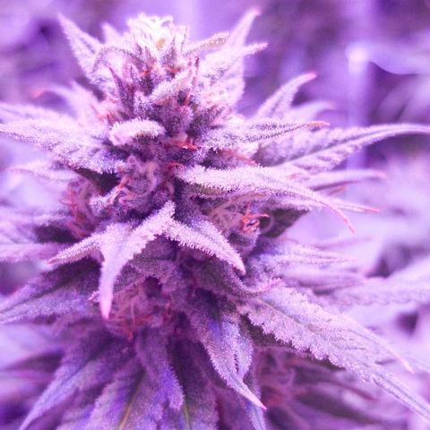 Daworka growlog timeline photo