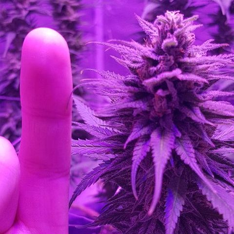 Daworka growlog timeline photo