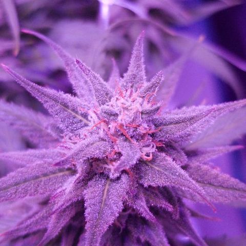 Daworka growlog timeline photo