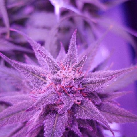 Daworka growlog timeline photo