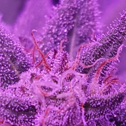 Daworka growlog timeline photo
