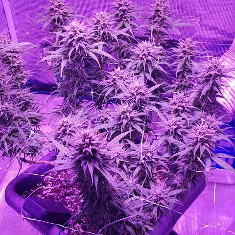 Daworka growlog timeline photo