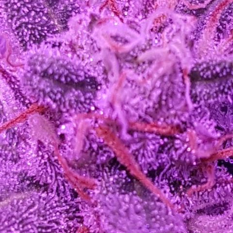 Daworka growlog timeline photo