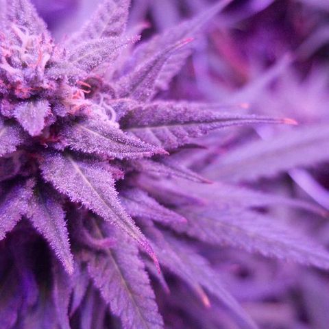 Daworka growlog timeline photo