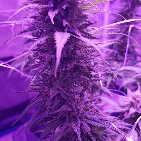 Daworka growlog timeline photo
