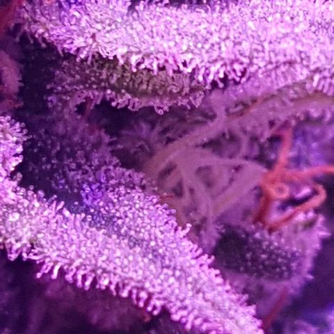 Daworka growlog timeline photo