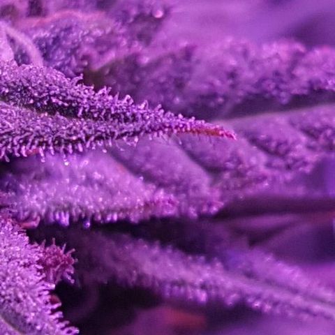 Daworka growlog timeline photo