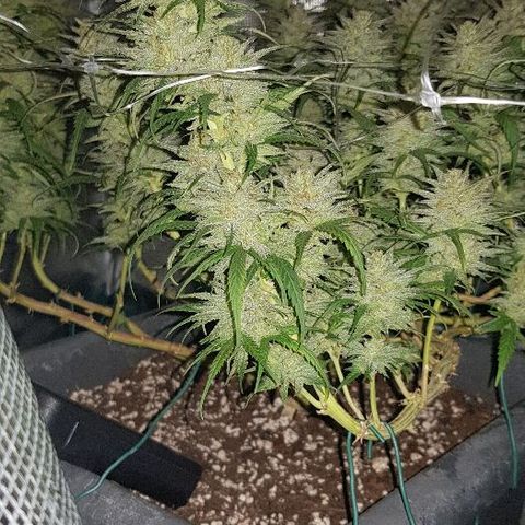 Daworka growlog timeline photo