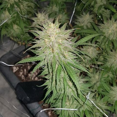 Daworka growlog timeline photo