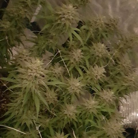 Daworka growlog timeline photo