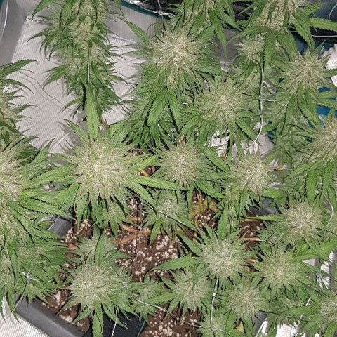 Daworka growlog timeline photo