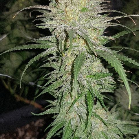 Daworka growlog timeline photo