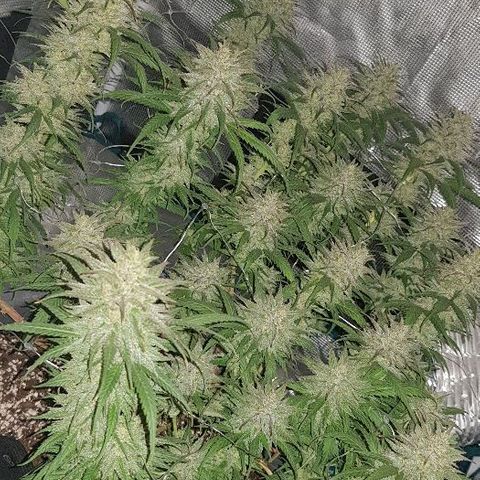Daworka growlog timeline photo