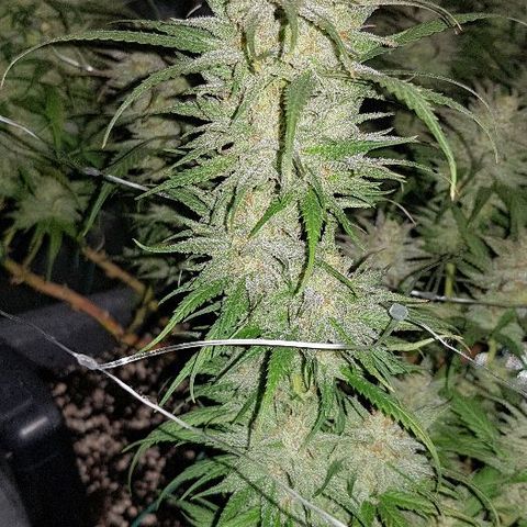 Daworka growlog timeline photo