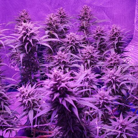 Daworka growlog timeline photo