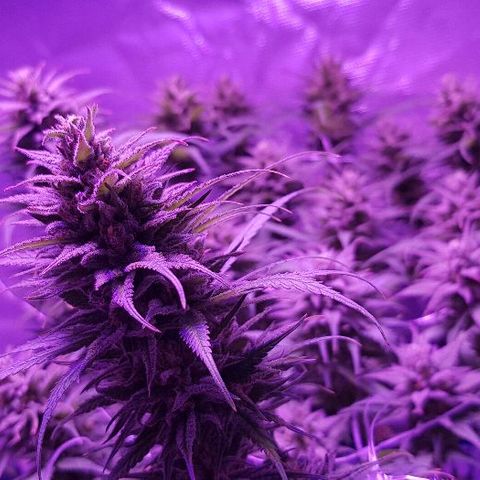 Daworka growlog timeline photo