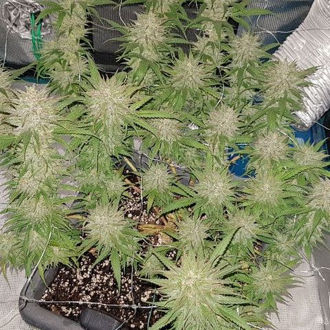 Daworka growlog timeline photo
