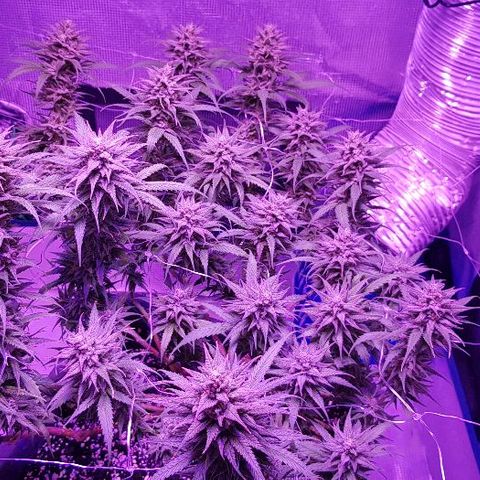 Daworka growlog timeline photo