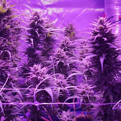 Daworka growlog timeline photo