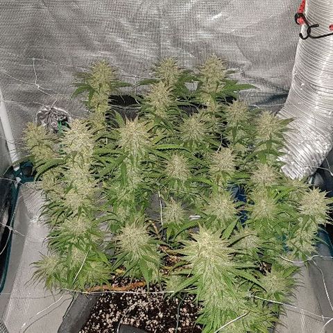 Daworka growlog timeline photo