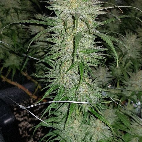 Daworka growlog timeline photo