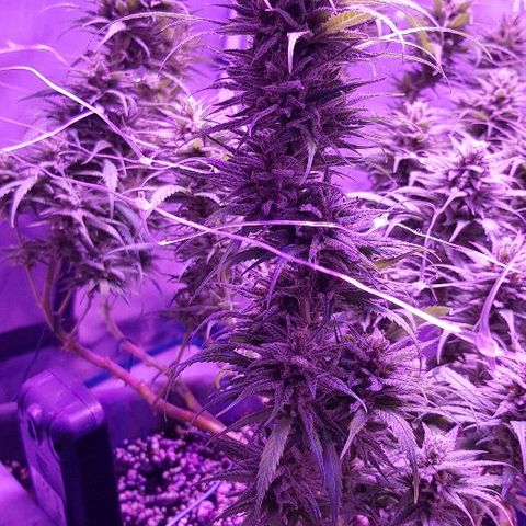 Daworka growlog timeline photo