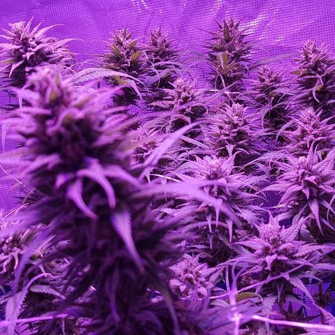 Daworka growlog timeline photo