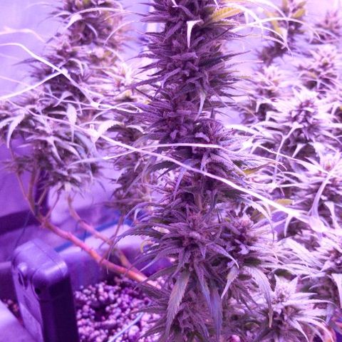 Daworka growlog timeline photo