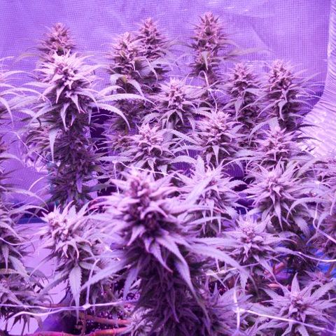 Daworka growlog timeline photo