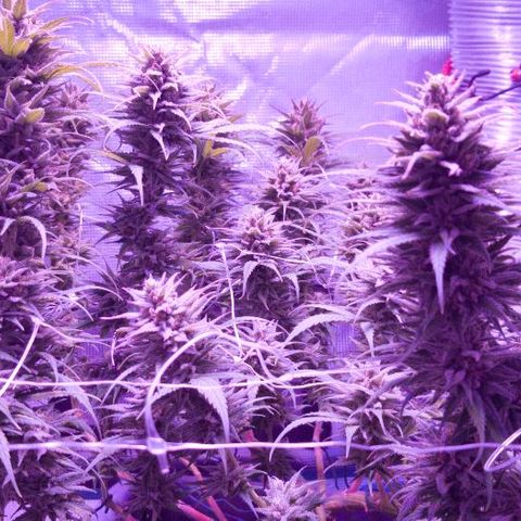 Daworka growlog timeline photo
