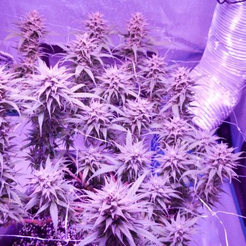 Daworka growlog timeline photo