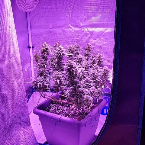 Daworka growlog timeline photo