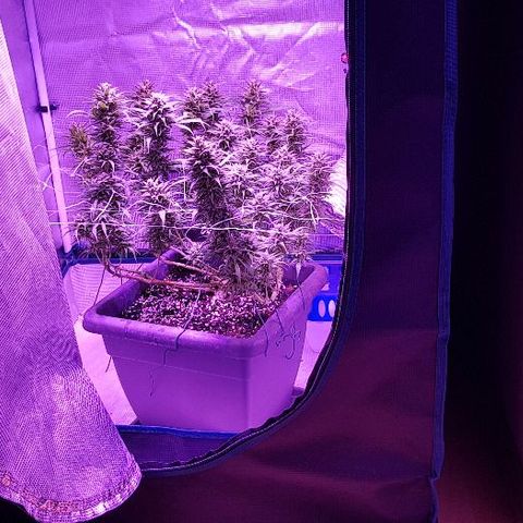 Daworka growlog timeline photo