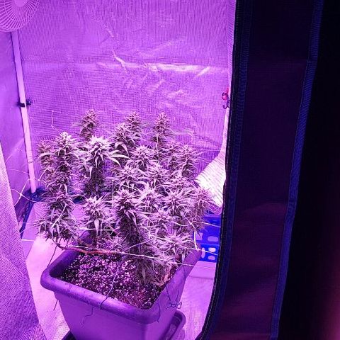 Daworka growlog timeline photo
