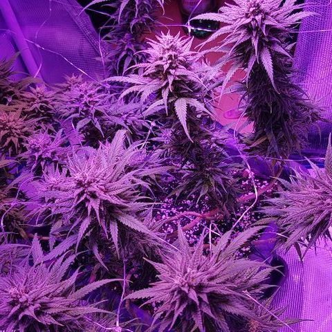 Daworka growlog timeline photo