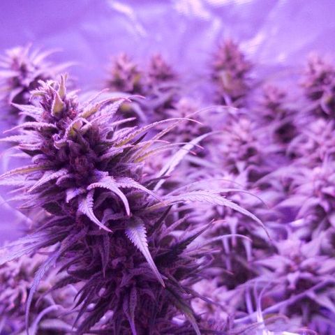 Daworka growlog timeline photo