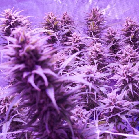 Daworka growlog timeline photo