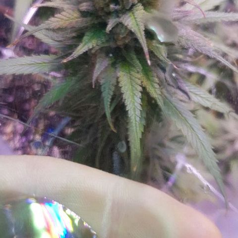 Daworka growlog timeline photo