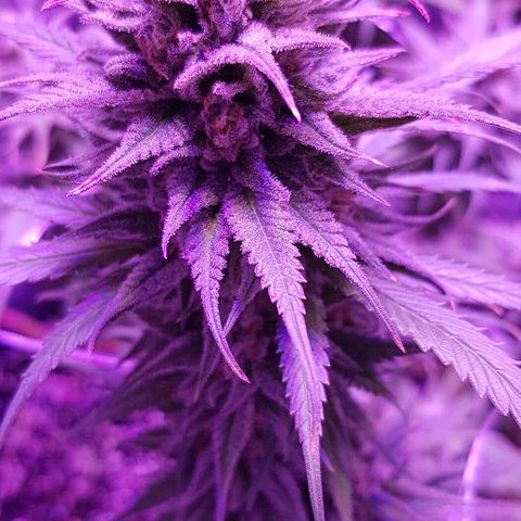 Daworka growlog timeline photo